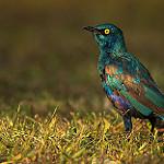 Блестящий спрео / Lamprotornis chloropterus