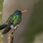 Blue-headed Sapphire / Chrysuronia grayi