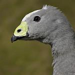 Cape Barren Goose / Cereopsis novaehollandiae