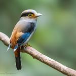 Grey-lored Broadbill / Serilophus rubropygius