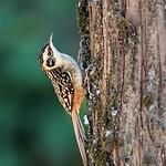Rusty-flanked Treecreeper / Certhia nipalensis