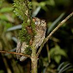 Миндорская сплюшка / Otus mindorensis