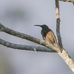 Длинноклювый нектаролюб / Melilestes megarhynchus