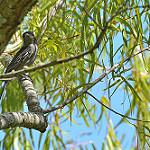 Белокрылый бекард / Pachyramphus polychopterus