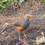 Изменчивый дрозд / Turdus poliocephalus