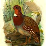 Chestnut-breasted Partridge / Arborophila mandellii
