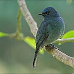 Нильгирийская мухоловка / Eumyias albicaudatus