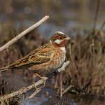 Белошапочная овсянка / Emberiza leucocephalos