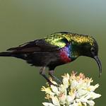 Зеленоспинная нектарница / Cinnyris mariquensis