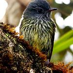 Streak-necked Flycatcher / Mionectes striaticollis