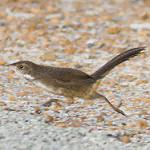 Noisy Scrubbird / Atrichornis clamosus