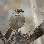 Оахакская овсянка / Aimophila notosticta