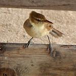 Туамотская камышовка / Acrocephalus atyphus