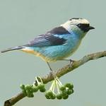 Metallic-green Tanager / Tangara labradorides