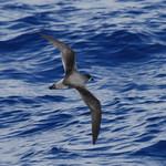 Бонинский тайфунник / Pterodroma hypoleuca