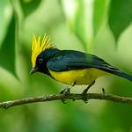 Sultan Tit / Melanochlora sultanea