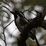 Spot-flanked Barbet / Tricholaema lacrymosa