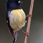 Tomtit / Petroica macrocephala