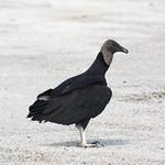 Black Vulture / Coragyps atratus