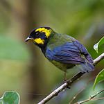 Gold-ringed Tanager / Bangsia aureocincta