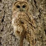 Пятнистая неясыть / Strix occidentalis