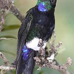 Gorgeted Puffleg / Eriocnemis isabellae