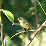 Карибский виреон / Vireo caribaeus