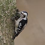 Grey-capped Pygmy Woodpecker / Yungipicus canicapillus