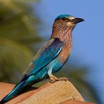 Indian Roller / Coracias benghalensis
