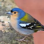 Fringilla maderensis