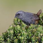 Хунинский тапакуло / Scytalopus gettyae