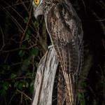 Northern Potoo / Nyctibius jamaicensis