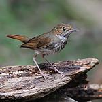 Rufous-tailed Robin / Larvivora sibilans