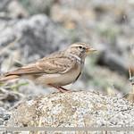 Hume's Short-toed Lark / Calandrella acutirostris