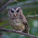 Sunda Scops Owl / Otus lempiji