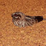 Белокрылый козодой / Eleothreptus candicans