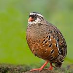 Painted Bush Quail / Perdicula erythrorhyncha