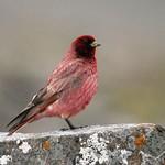 Тибетская чечевица / Carpodacus roborowskii
