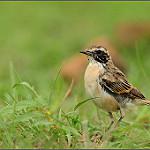 Пустынный чекан / Saxicola macrorhynchus