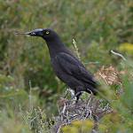 Black Currawong / Strepera fuliginosa