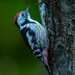 Средний пёстрый дятел / Dendrocoptes medius