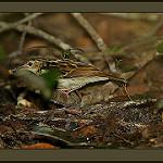 Сококский конёк / Anthus sokokensis