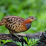 Китайская бамбуковая куропатка / Bambusicola thoracicus