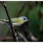 Green Shrike-babbler / Pteruthius xanthochlorus