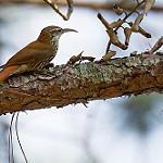 Scaled Woodcreeper / Lepidocolaptes squamatus