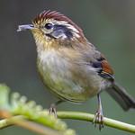 Краснокрылая альциппа / Schoeniparus castaneceps