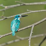 Бело-голубой зимородок / Alcedo coerulescens