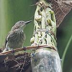 Streak-breasted Bulbul / Hypsipetes siquijorensis
