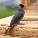 Mauritius Bulbul / Hypsipetes olivaceus