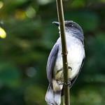Tessmann's Flycatcher / Fraseria tessmanni